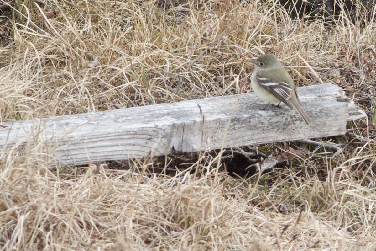 Least Flycatcher - ML348964541