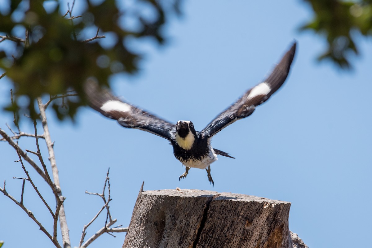 Acorn Woodpecker - ML348967141