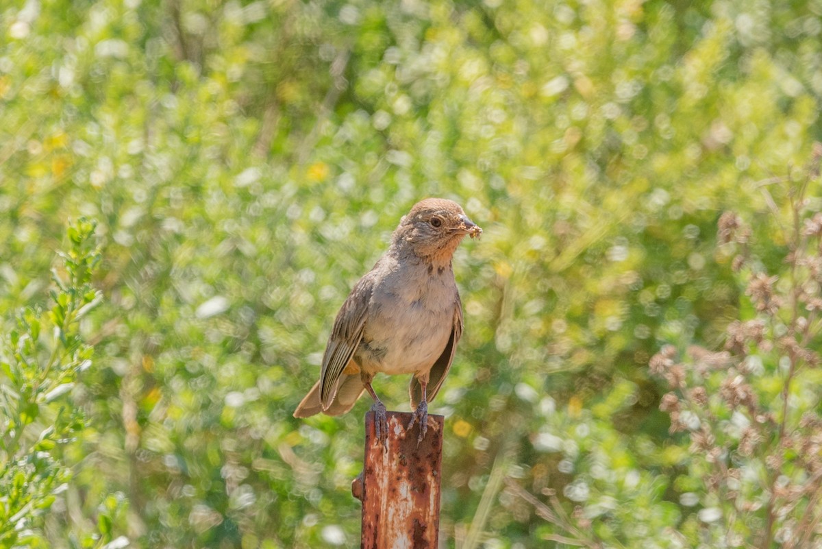California Towhee - ML348967151