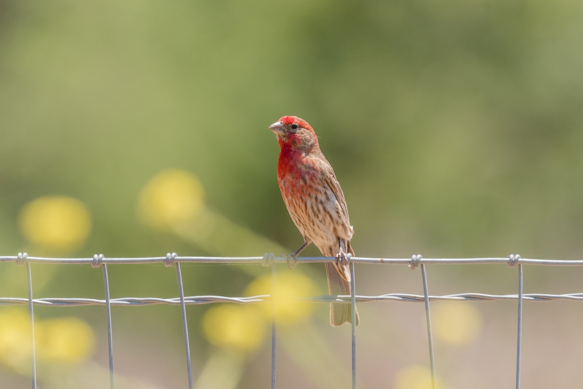 House Finch - ML348967321