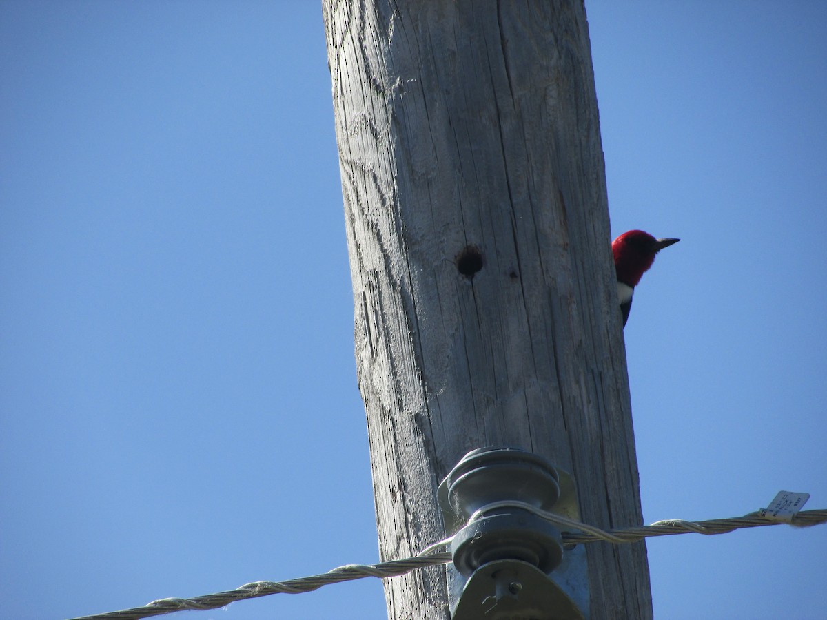 Red-headed Woodpecker - ML348970131
