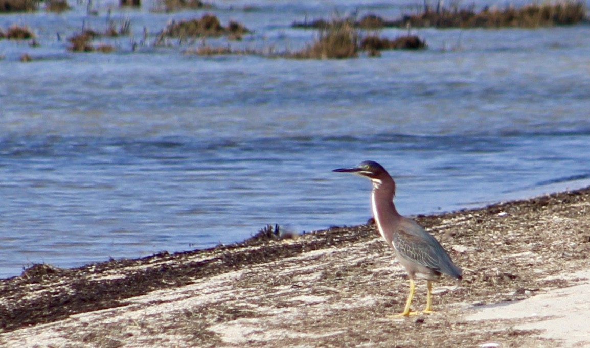 Green Heron - ML348970931