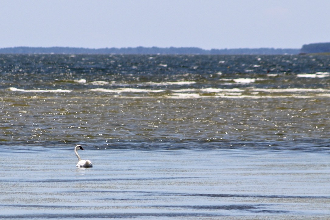 Mute Swan - ML348972491