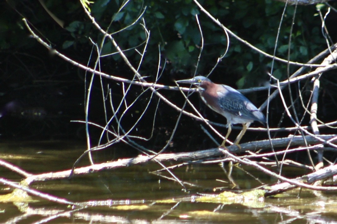 Green Heron - ML348972581