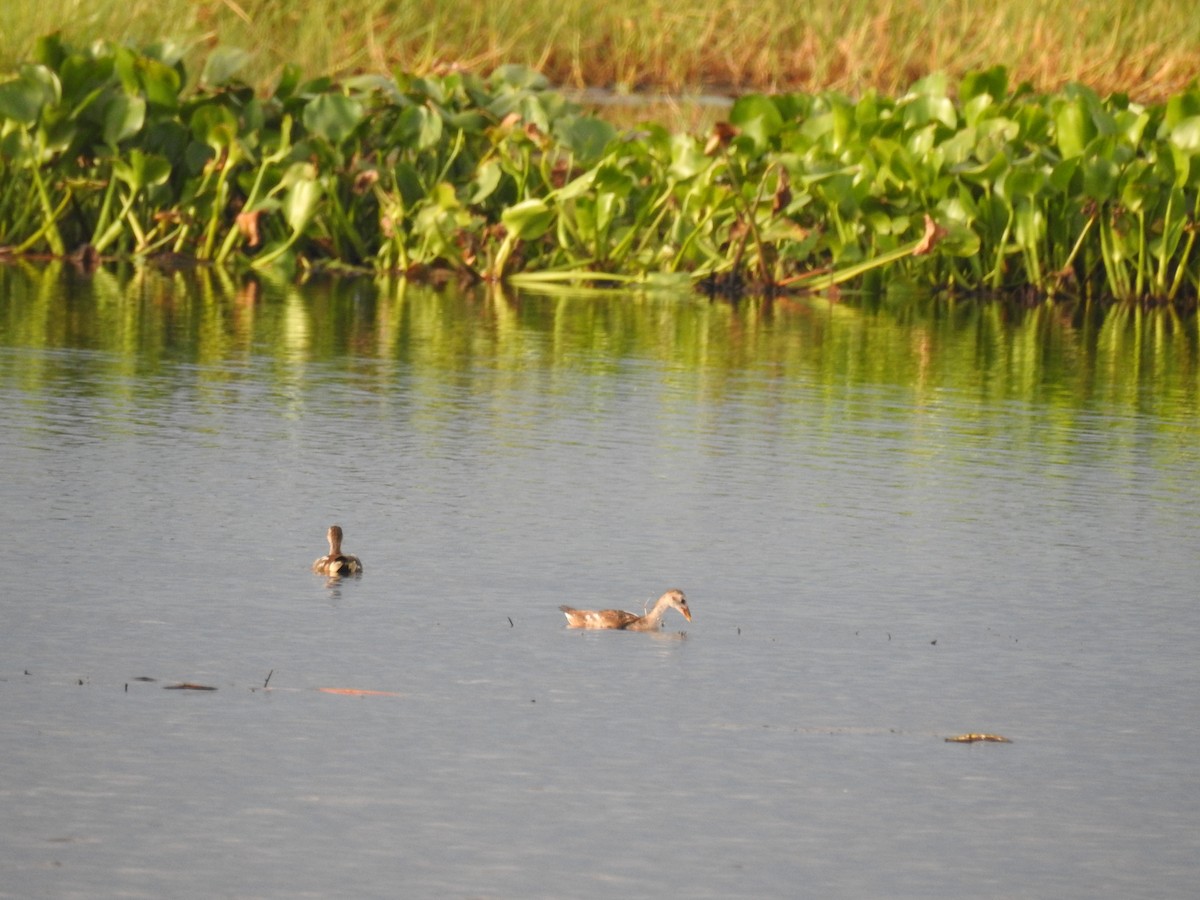 Eurasian Moorhen - ML348973191