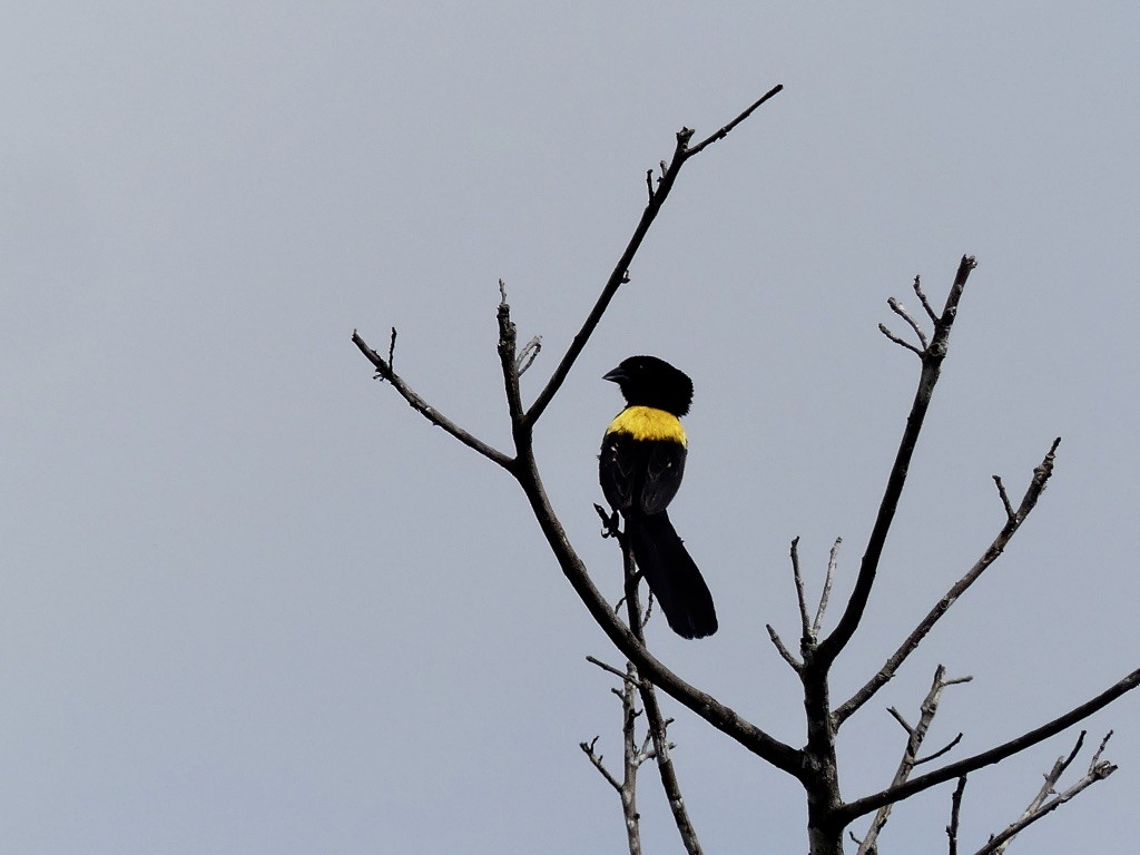 Yellow-mantled Widowbird - Bob Andrews