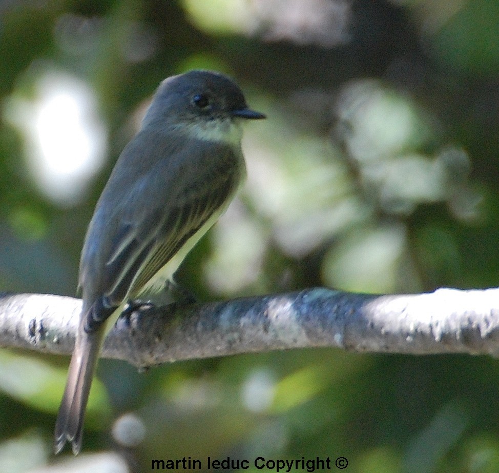 Eastern Phoebe - ML34897371