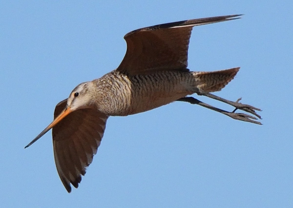 Marbled Godwit - Paul Conover
