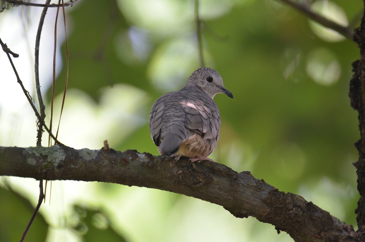 Inca Dove - ML348975861