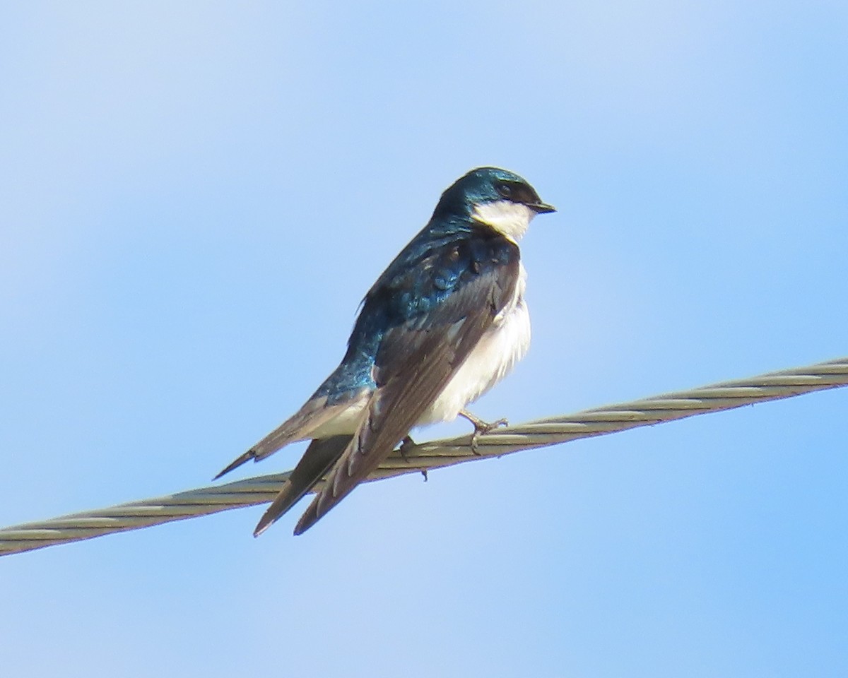 Tree Swallow - ML348976271