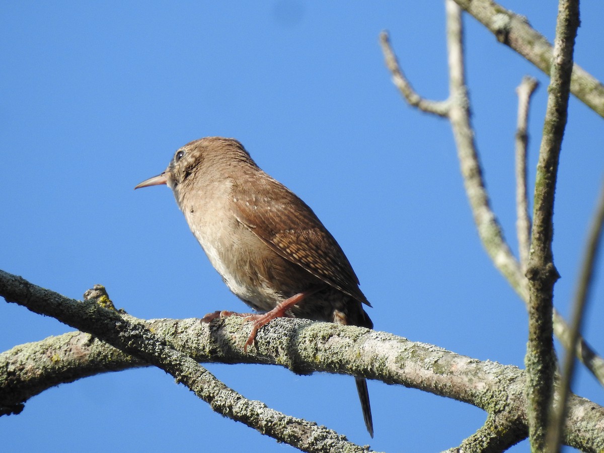 House Wren - Ron Marek