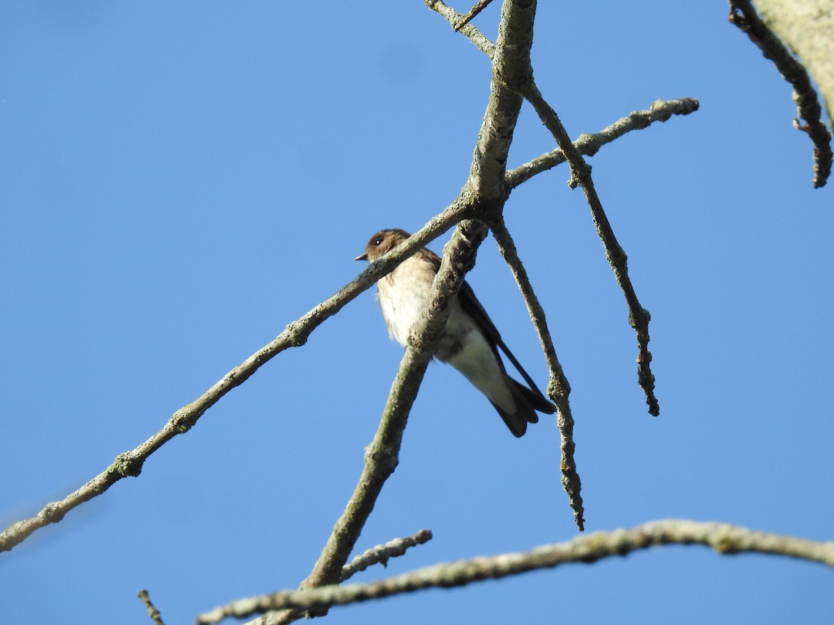 Northern Rough-winged Swallow - ML348976581
