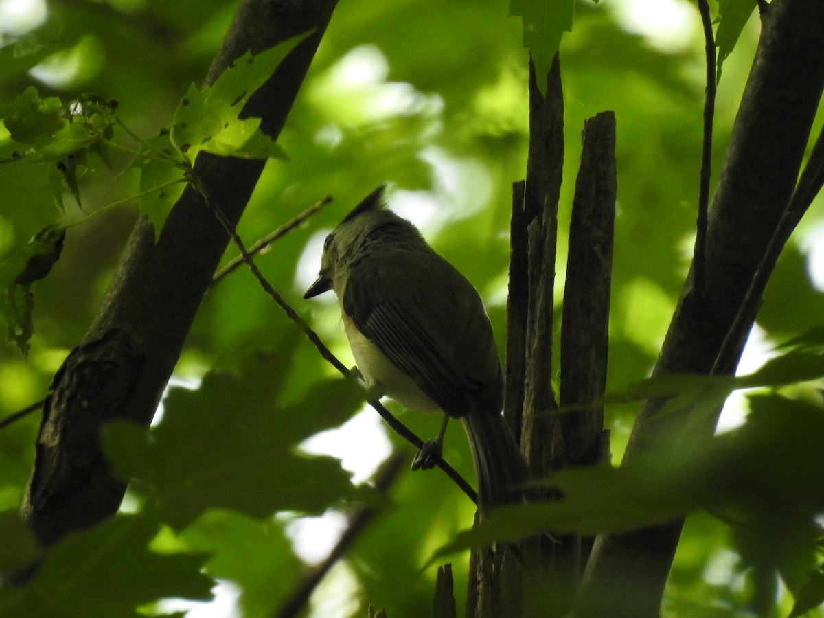 Tufted Titmouse - ML348976671