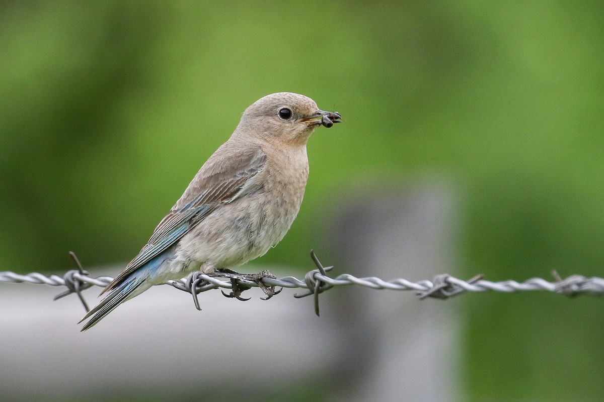 Mountain Bluebird - Ethan Denton