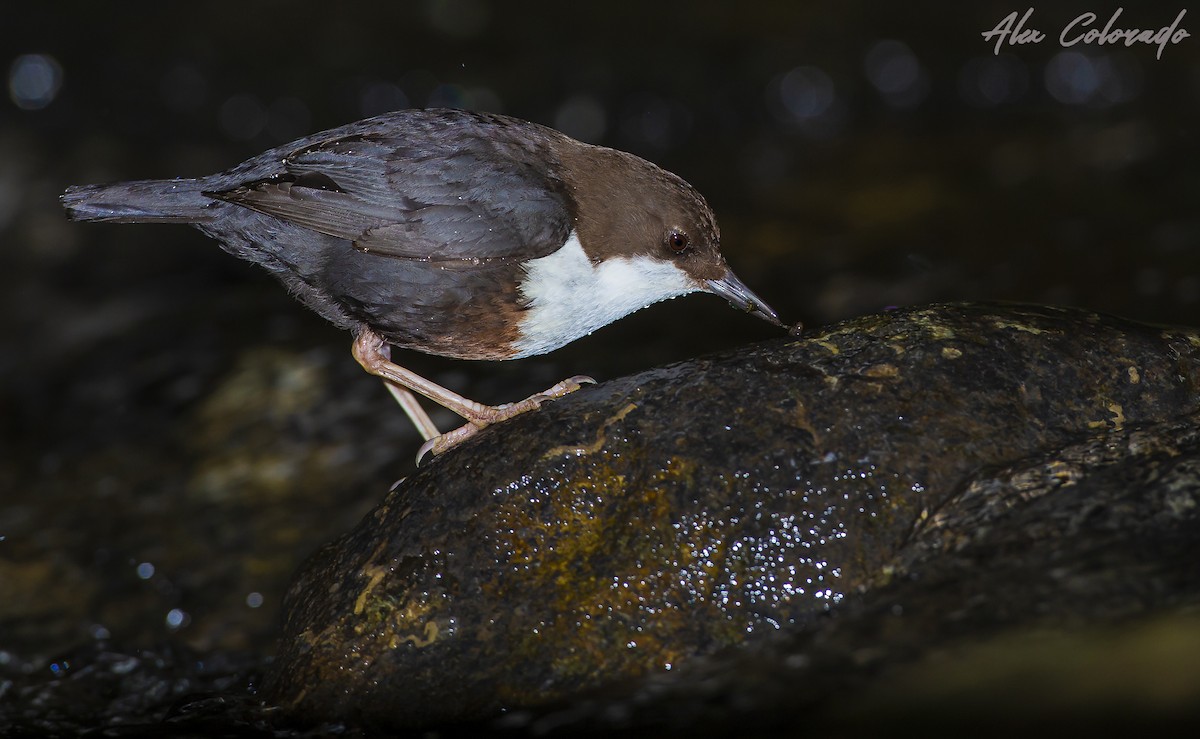 White-throated Dipper - ML348978921