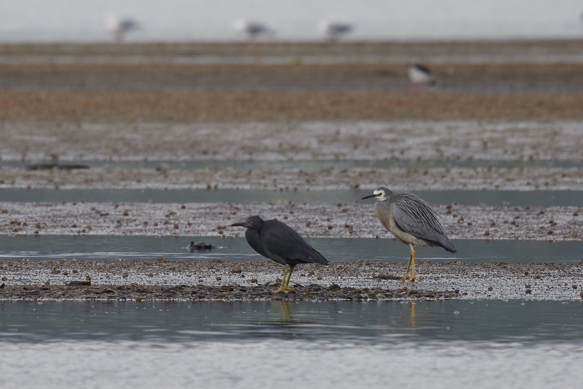 Pacific Reef-Heron - ML348979621