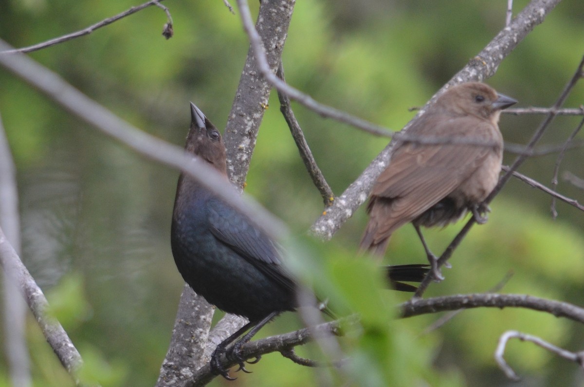 Brown-headed Cowbird - ML348980831