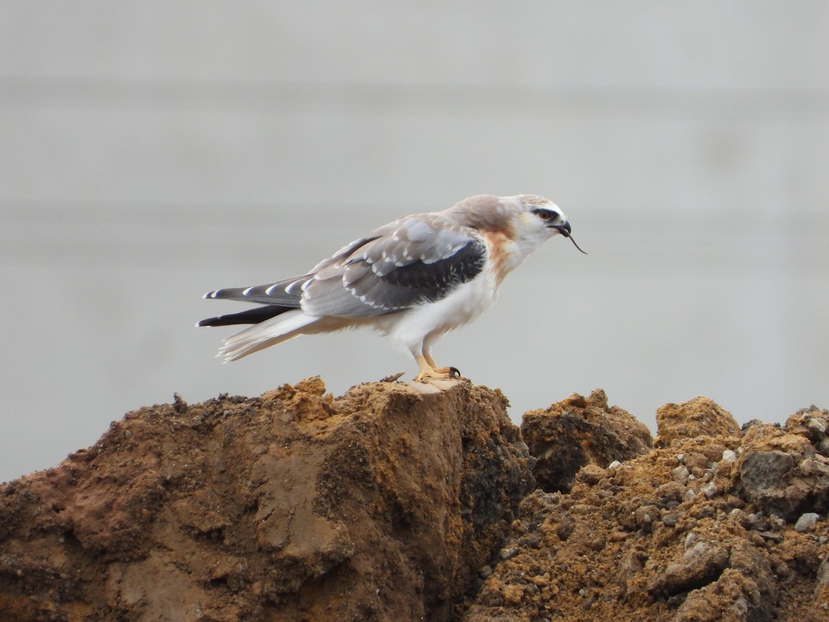 Black-shouldered Kite - ML348981711