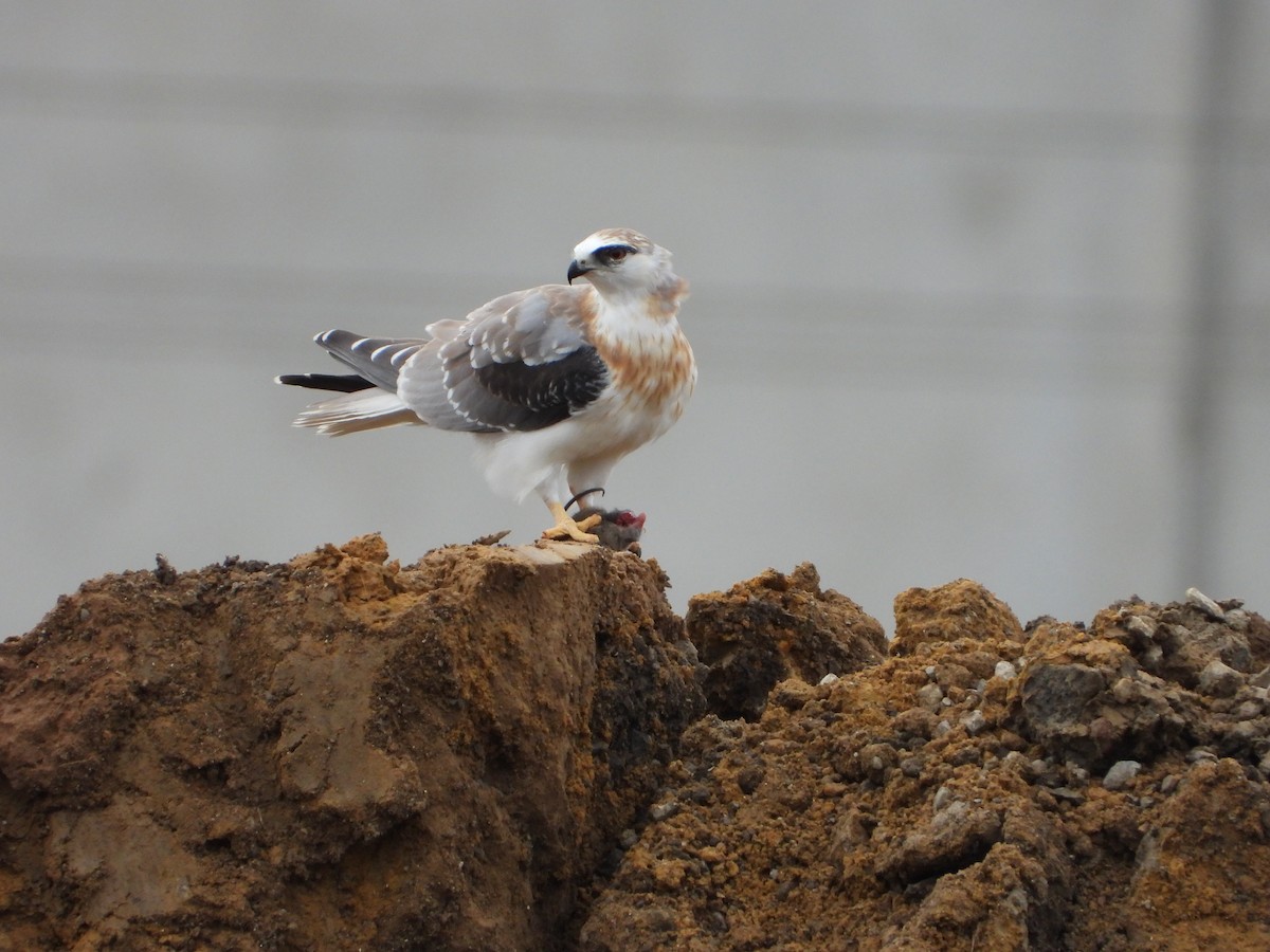 Black-shouldered Kite - ML348982111