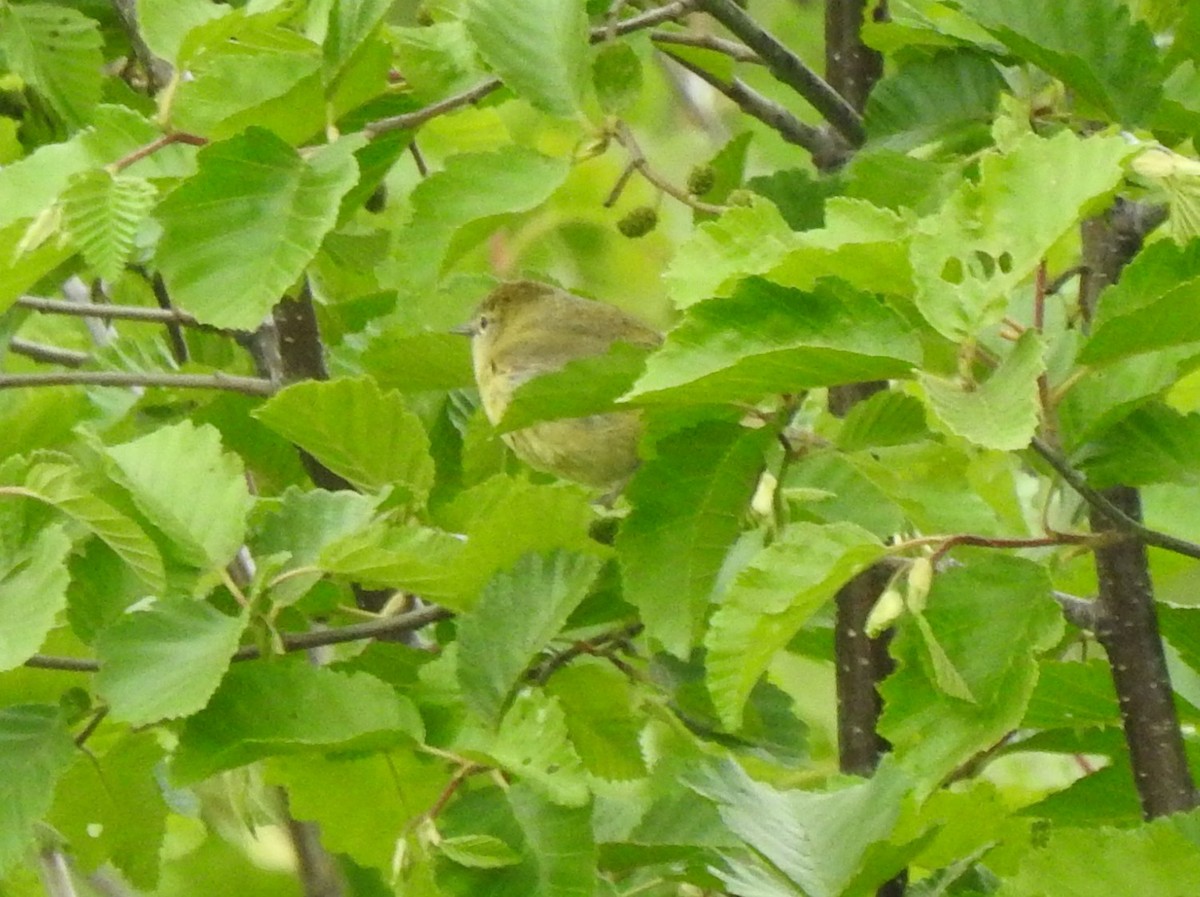 Orange-crowned Warbler - Judith Birkel