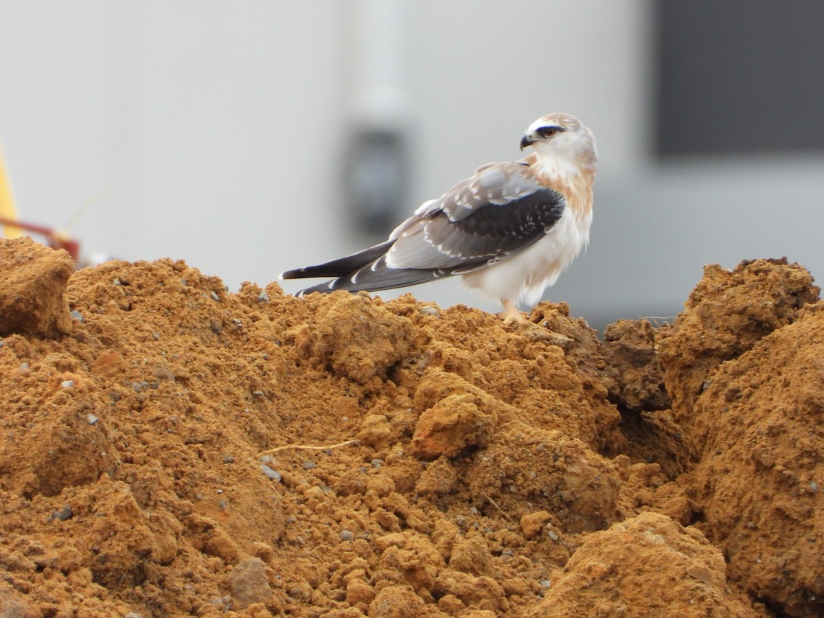 Black-shouldered Kite - troy and karyn zanker