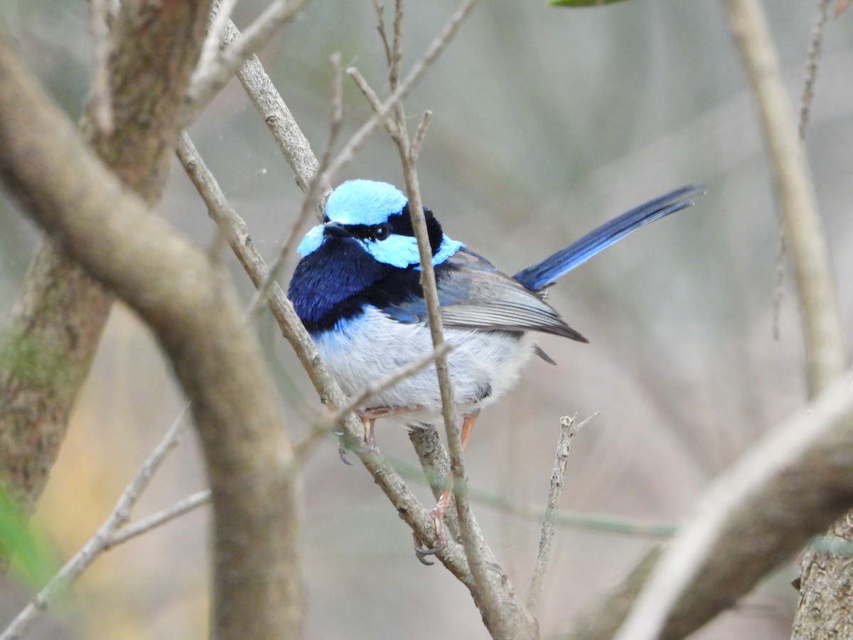 Superb Fairywren - troy and karyn zanker