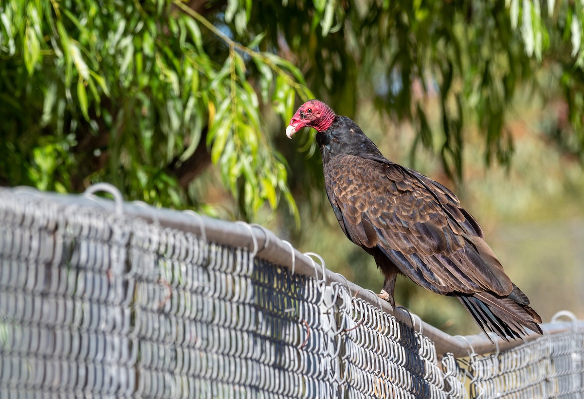 Turkey Vulture - ML348983271