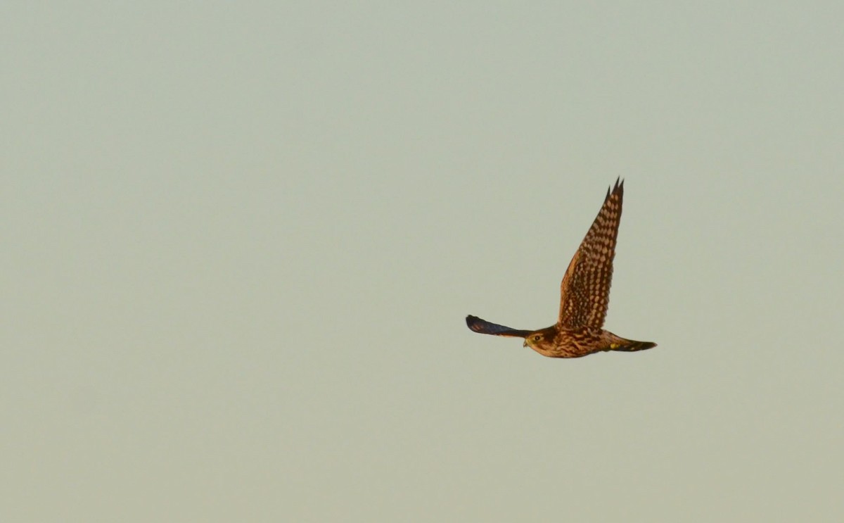 Boz Doğan (columbarius) - ML34898391