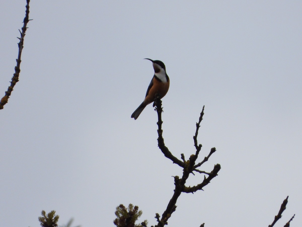 Eastern Spinebill - troy and karyn zanker