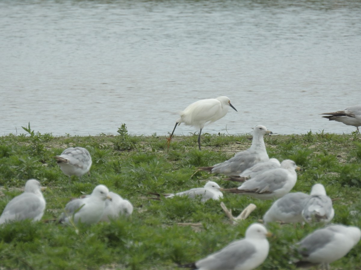 volavka bělostná - ML348984681