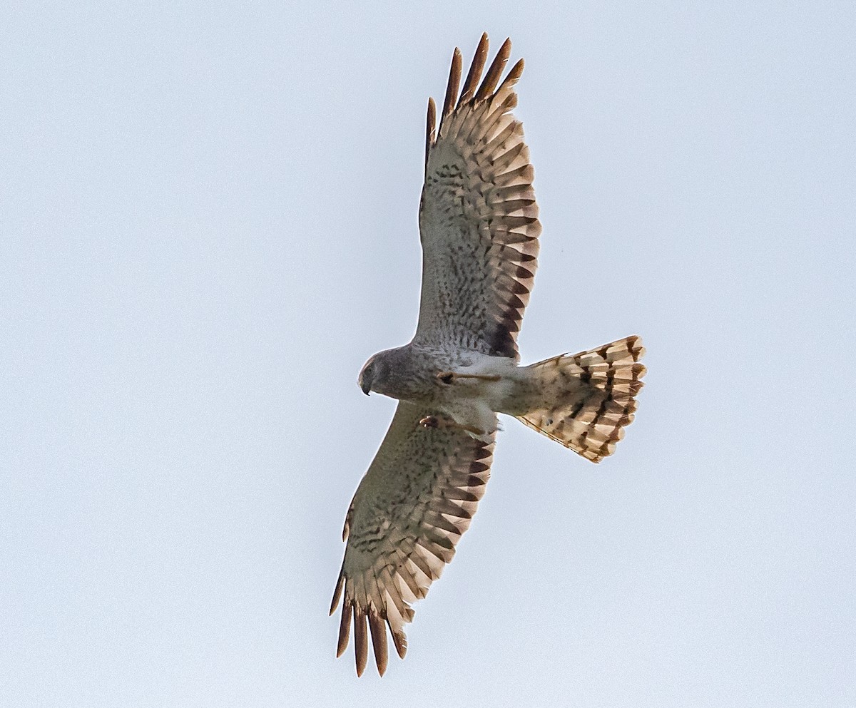 Northern Harrier - Iris Kilpatrick
