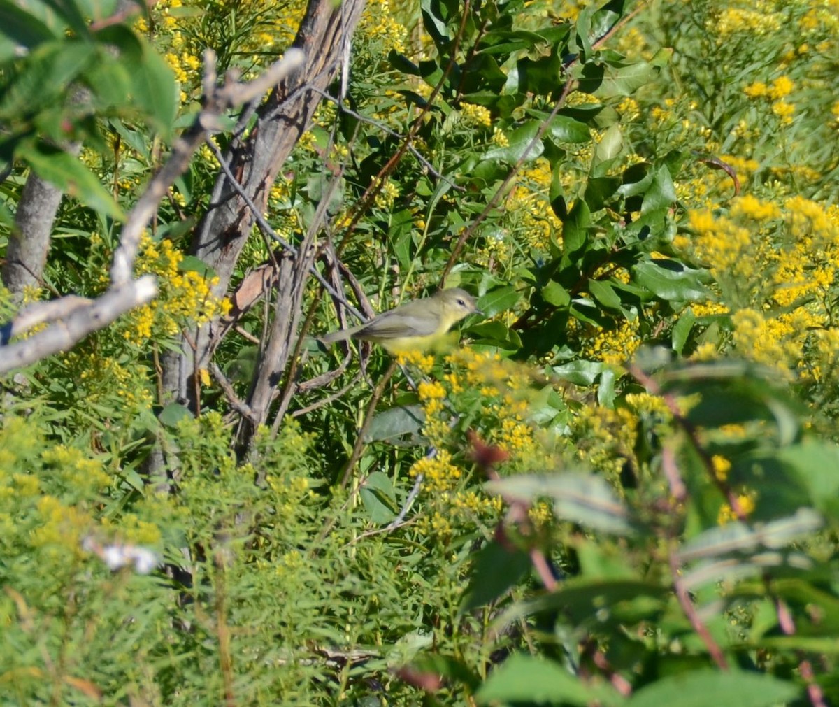 Philadelphia Vireo - Timothy Spahr