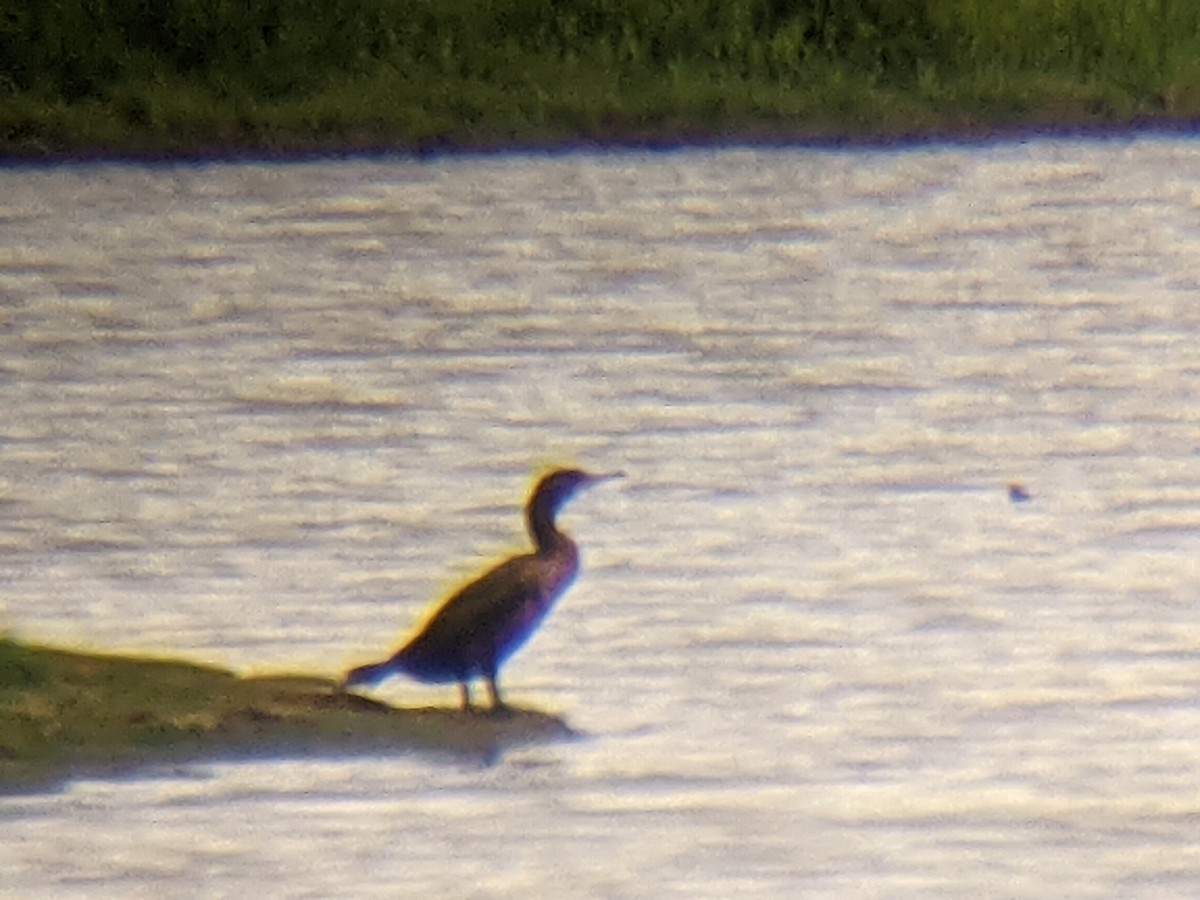 Cormoran à aigrettes - ML348987921