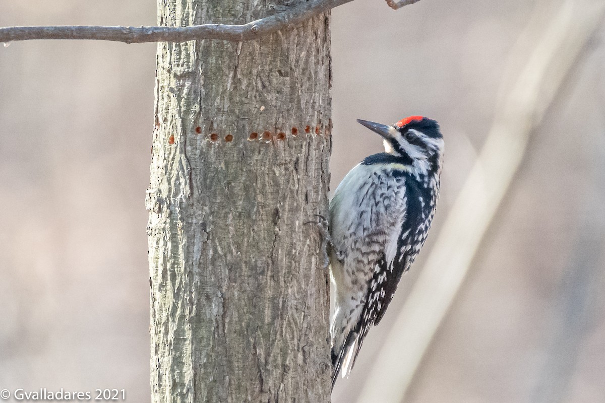 Yellow-bellied Sapsucker - ML348988351