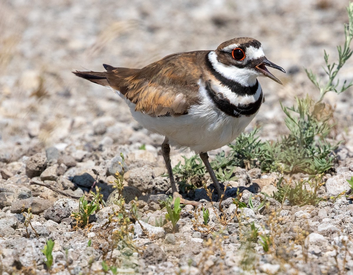 Killdeer - Iris Kilpatrick