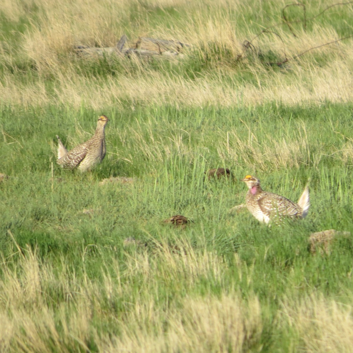 Sharp-tailed Grouse - ML348993271