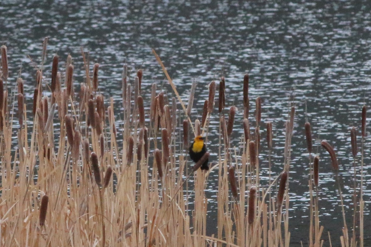 Yellow-headed Blackbird - Norman Erthal