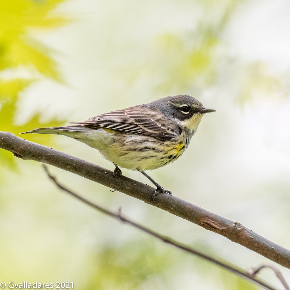 Yellow-rumped Warbler - ML348994581