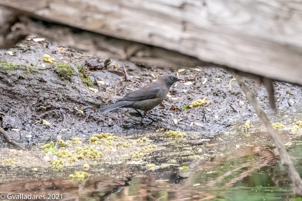 Rusty Blackbird - ML348994851