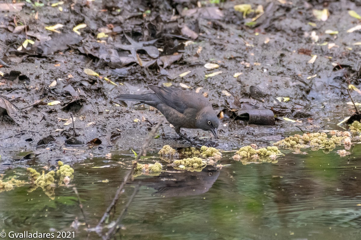 Rusty Blackbird - ML348994861