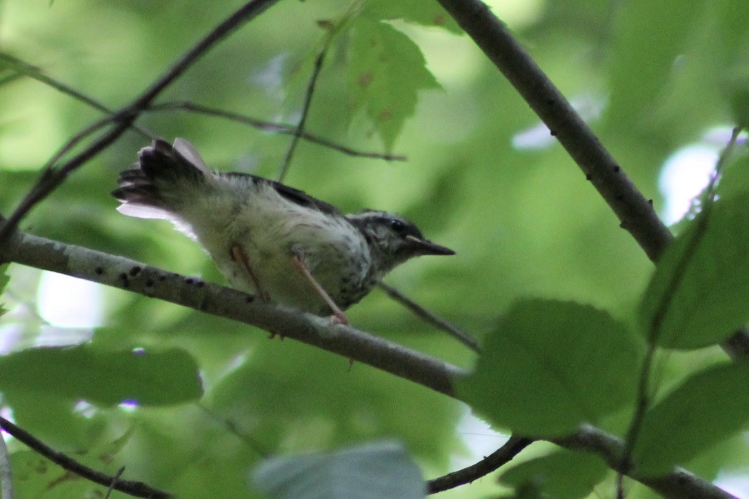 Louisiana Waterthrush - ML348995521
