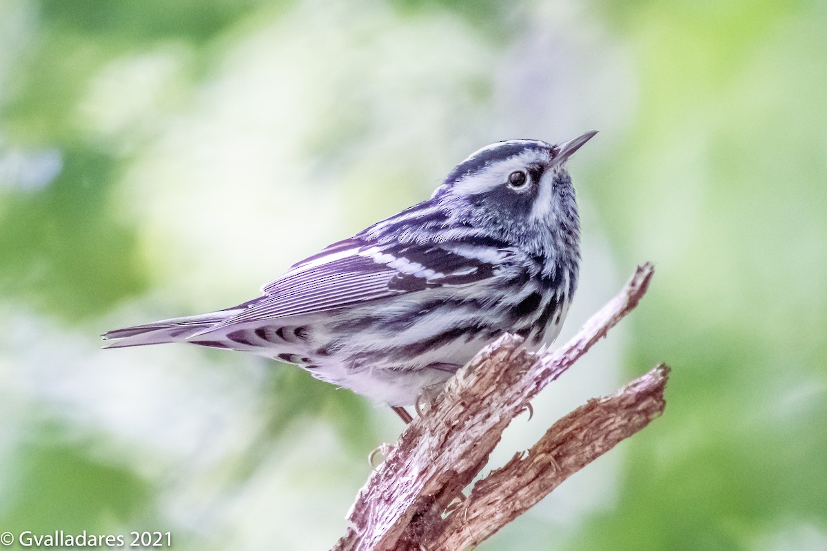 Black-and-white Warbler - ML348996091