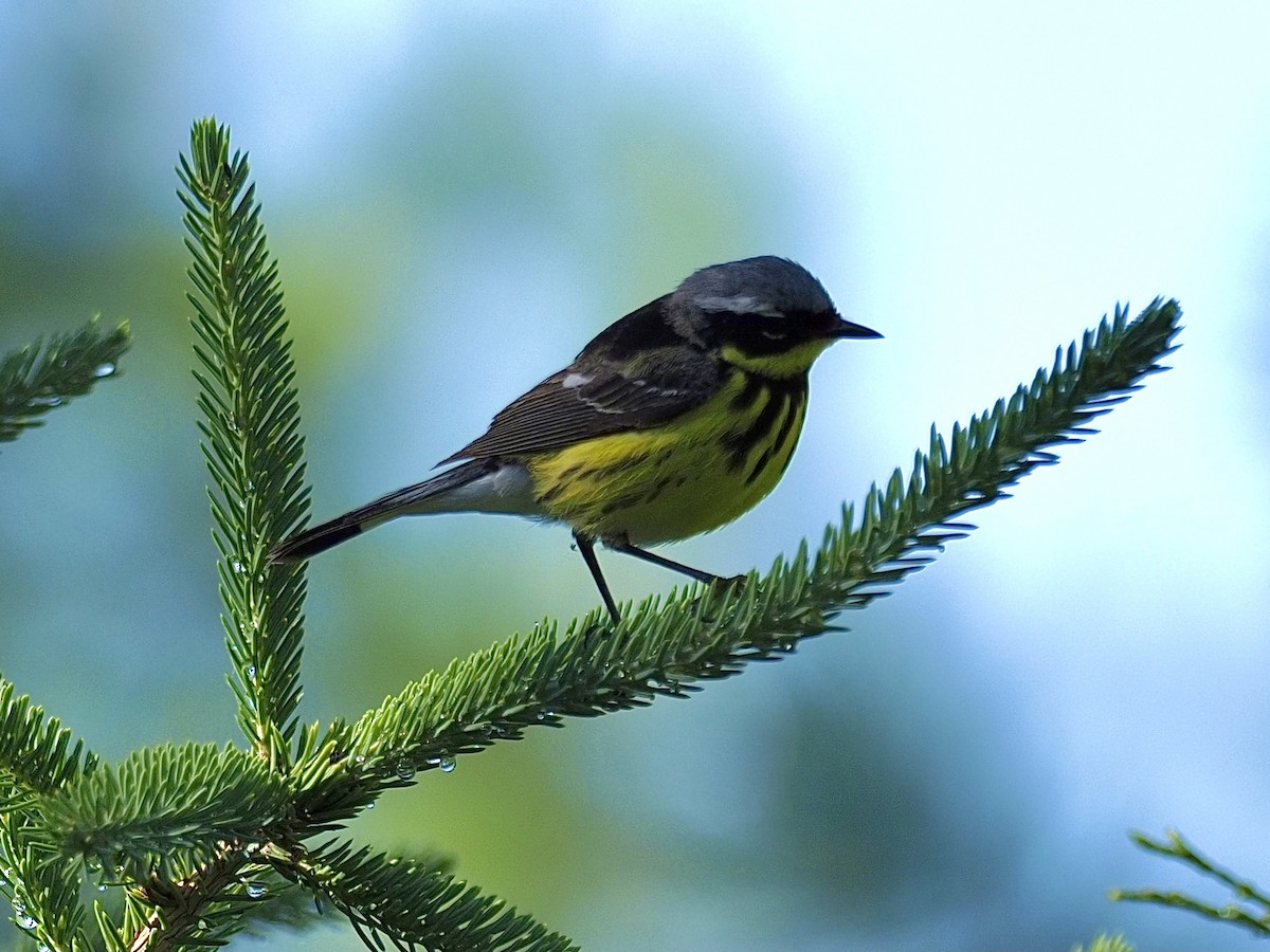 Magnolia Warbler - ML348997341