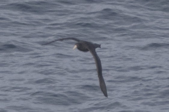 Southern Giant-Petrel - John Cantwell
