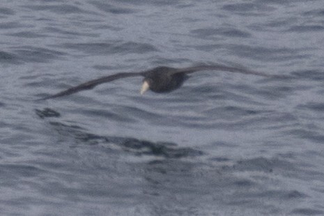 Southern Giant-Petrel - John Cantwell