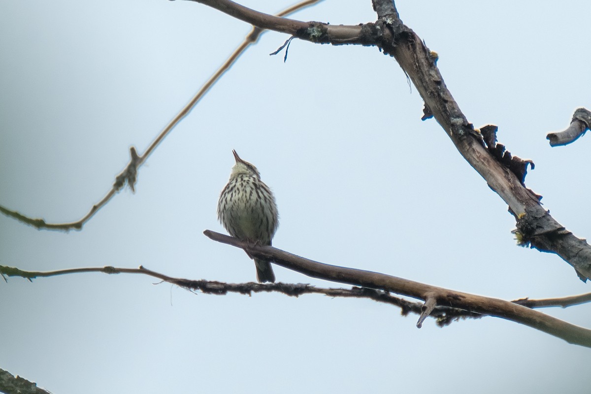 Northern Waterthrush - Betsy Fischer