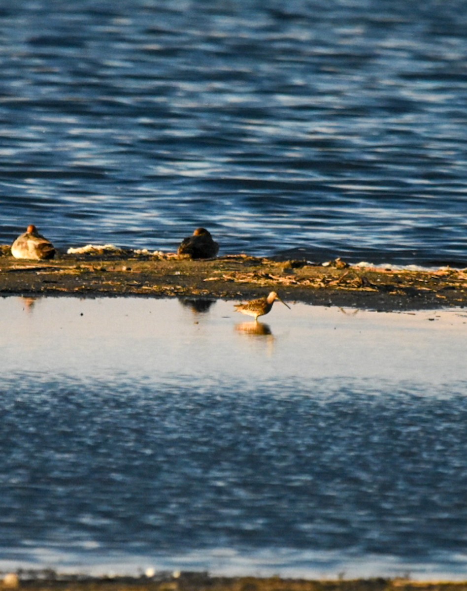 Short-billed Dowitcher - ML349000371