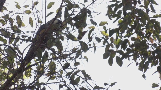 Baudin's Black-Cockatoo - ML349000751