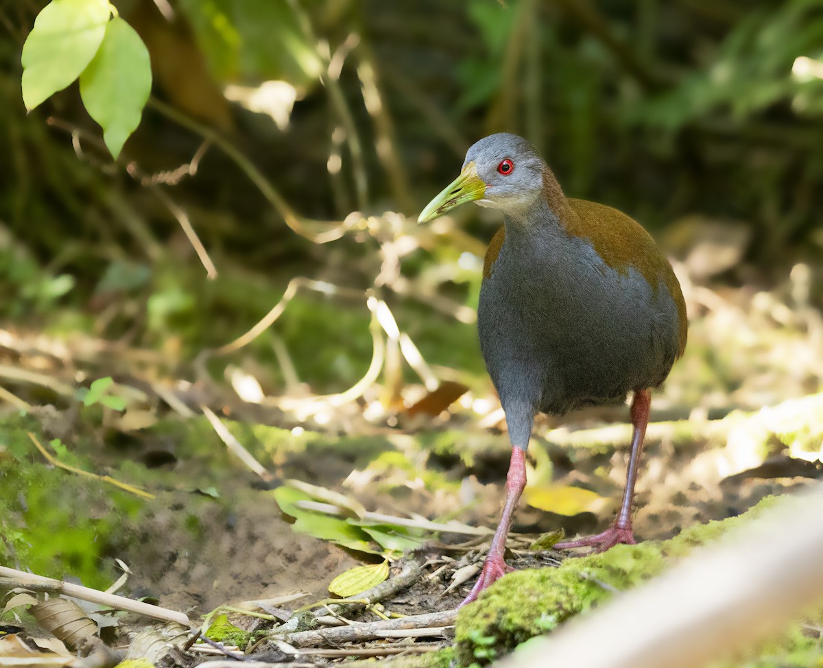 Slaty-breasted Wood-Rail - ML349000881