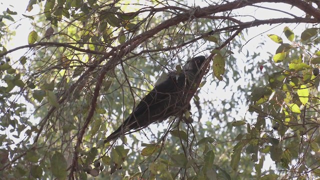 Cacatúa Fúnebre Piquilarga - ML349000981